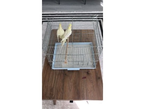 Satılık tek dişi 1.5 yaş sultan papağanı