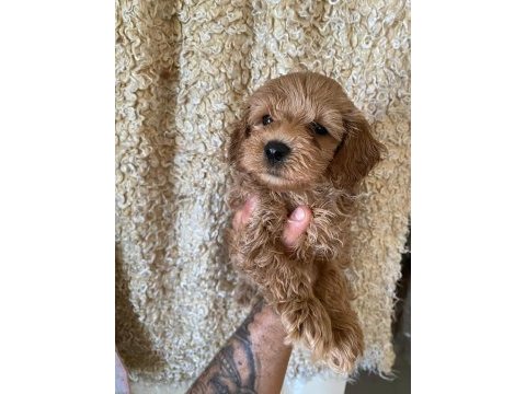 Kilo garantili toy maltipoo yavrumuz