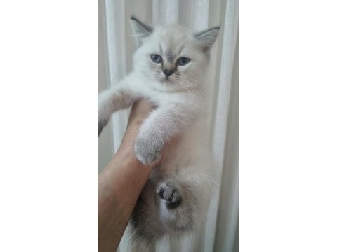 British shorthair güzelliklerim teslime hazır