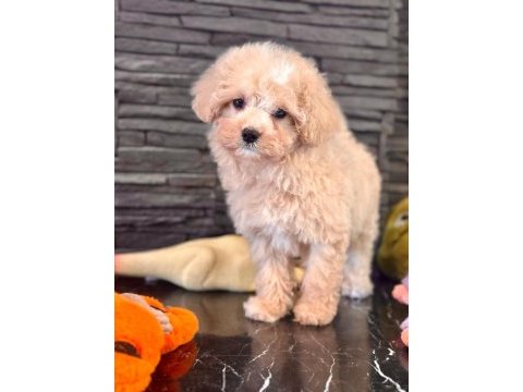Akıllı ve tüy dökmeyen karakteriyle maltipoo yavrusu