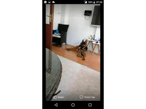 Solid black siyah alman çoban köpeği