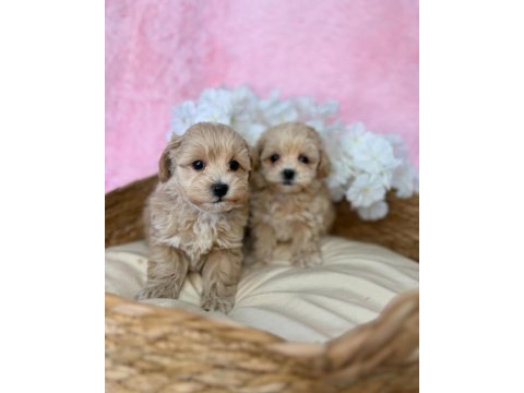 Irk garantili maltipoo yavruları 
