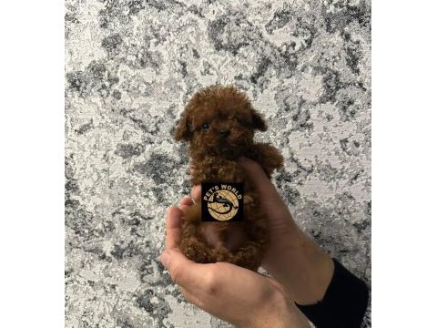 Pets world güvencesiyle orijinal toy poodle yavrularımız