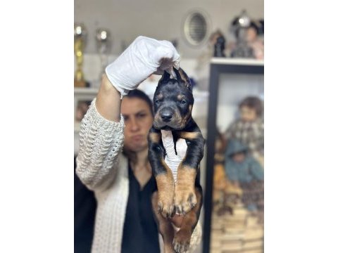 Avrupa doberman yavrular