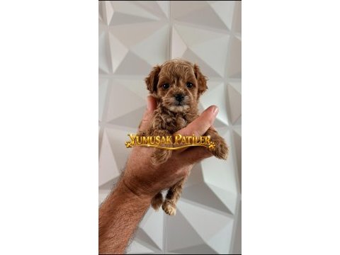 Toy poodle dişi - erkek