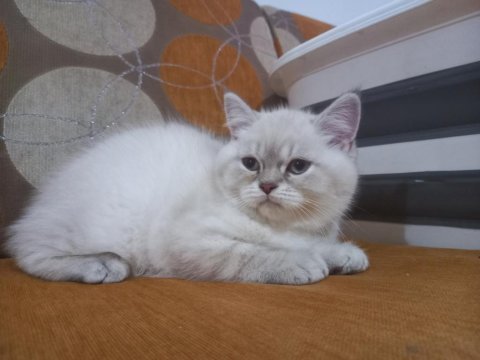 4 adet 2.5 aylık silver point british shorthair