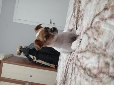 Acil sahiplendirilecek jack russell