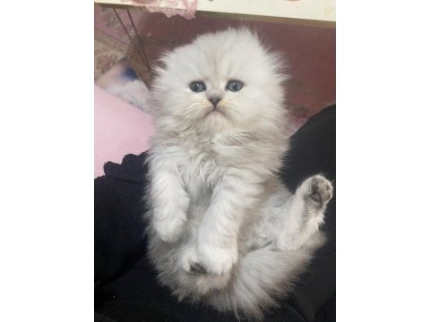 A kalite safkan chinchilla kedim