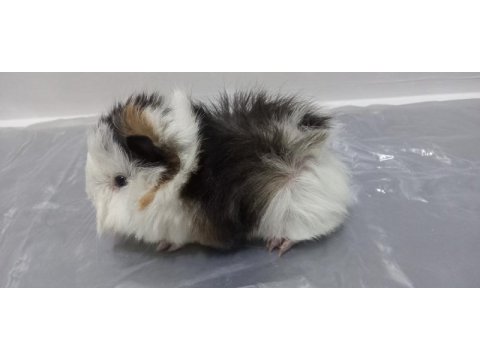 Guinea pig yavrular aynı gün set halinde teslim