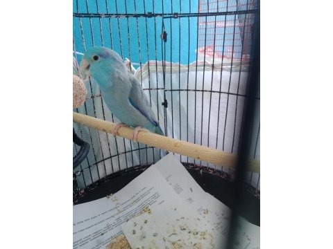Erkek forpus papağanı