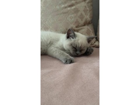2 aylık british shorthair pasaportlu ve mikroçipi var