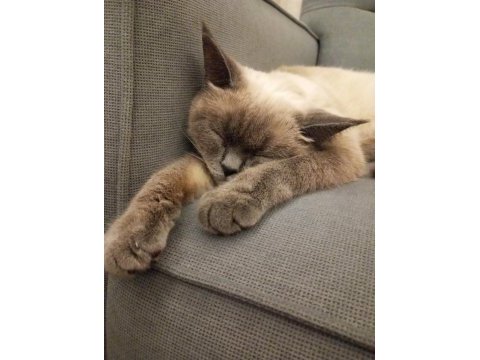 1 yaşında british shorthair kedimiz