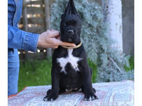 Fcı-kıf secereli safkan cane corso köpekler