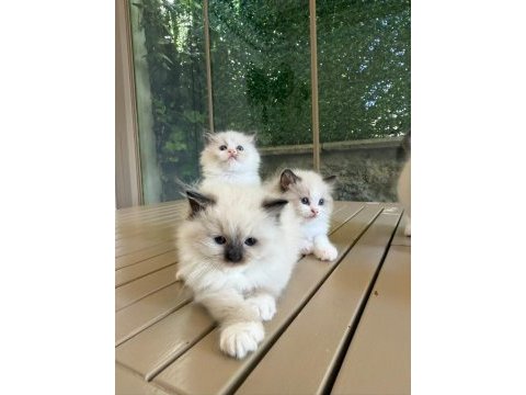 Ragdoll yavru kediler