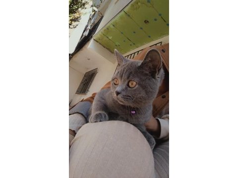7 aylık british shorthair