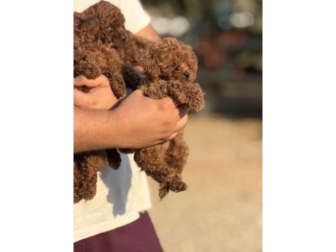 Büyümeyen aşılı çiş eğitimli toy poodle 