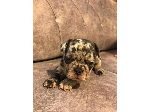 French bulldog merle orjinal ırk