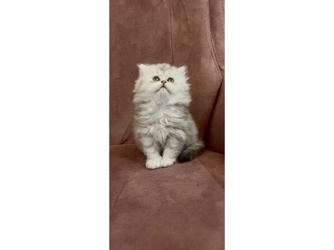 British longhair n11 dişi