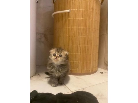 Show kalite dişi yavrular scottish fold