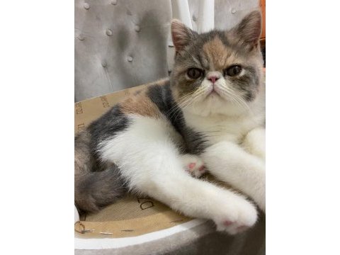 9 aylık exotic shorthair