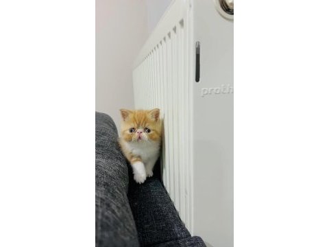 Şecereli snoopy anne ve babanın exotic shorthair yavrusu
