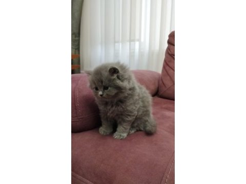 Koca kafalı british shorthair yavruları