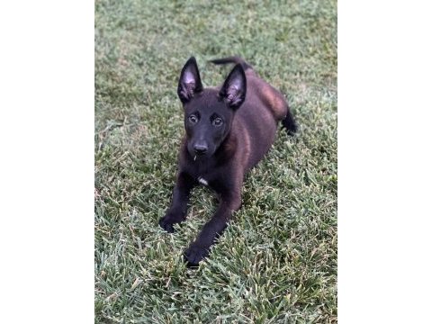 Belçika kurdu malinois