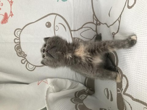 2 aylık orjinal sevimli british longhair kedimiz