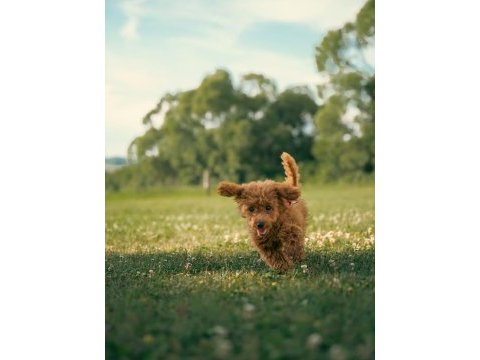 Ücretsiz sahiplendirme toy poodle yavruları