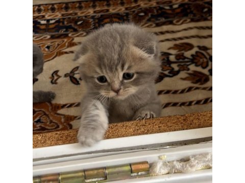 Scottish fold yavrular