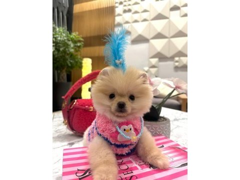 Evinize mutluluk getirecek minicik yavru köpekler