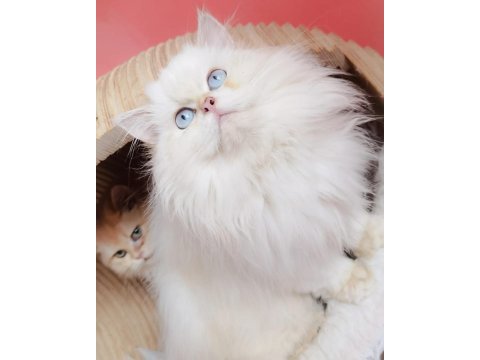 British longhair ve shorthair yavrular