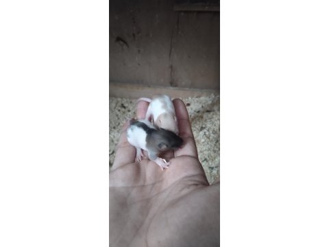 Dumbo rat yavrular