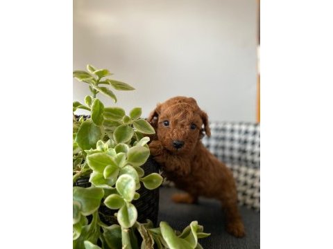 Mocha tadında poodle yavrularım