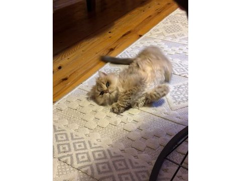 British longhair golden