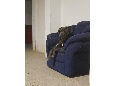 Erkek blue cane corso