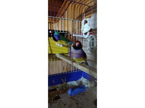 Yeni genç eş muhabbet kuşlar