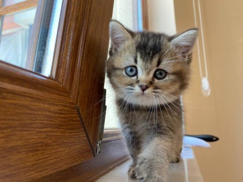 Scottish straight golden tabby