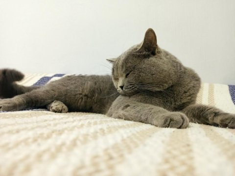 Erkek british shorthair