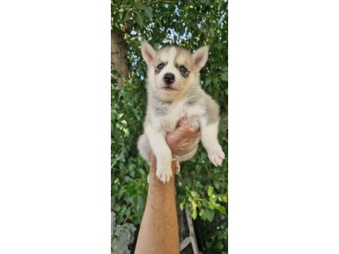 Renk renk husky yavrularımız