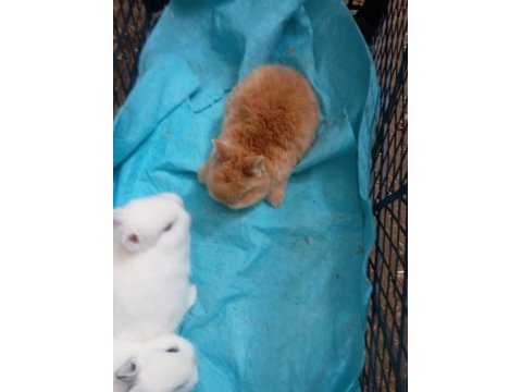 Cüce tavşan yavruları