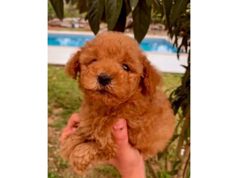2 aylık safkan toy poodle