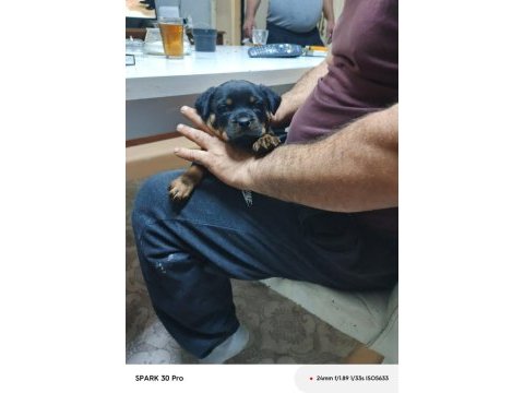 Irk garantili rottweiler yavrular