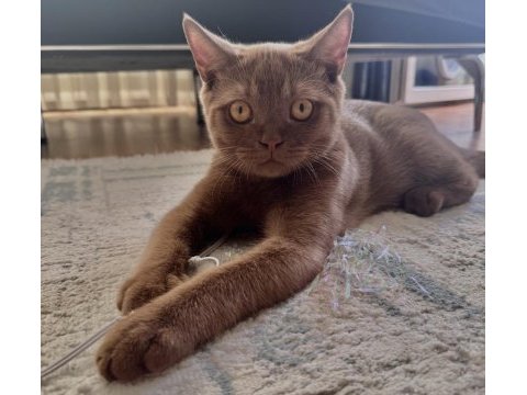 British shorthair cinnamon erkek