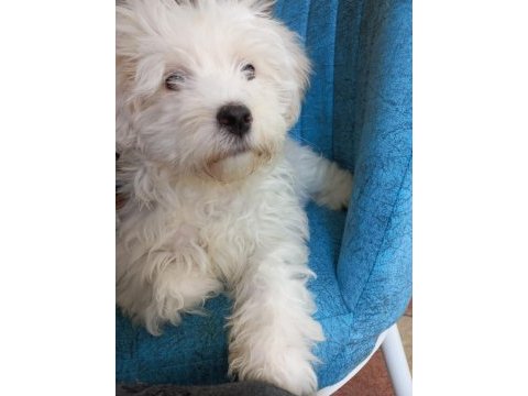 4 aylık maltese terrier satılık