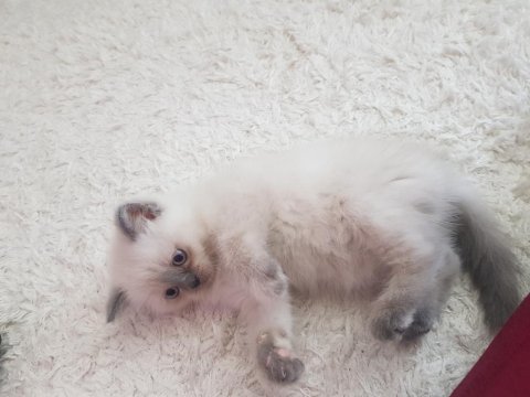 Özel renk british shorthair-sağlıklı eğitimli yavrular