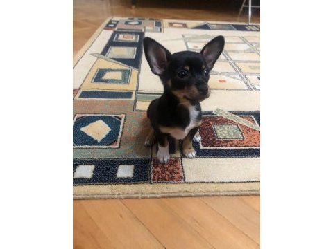 Chihuahua yavrum yeni yuvasını bekliyor