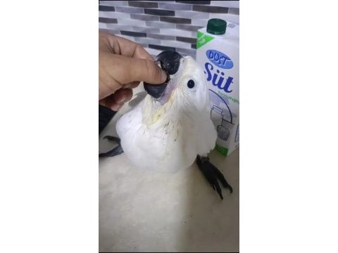 Bebek kakadu yeni yuvasını arıyor