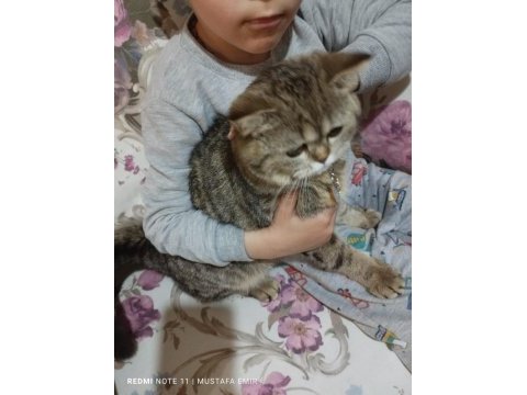Oyuncu evcil oynamayı seven bütün aşıları tam çipli