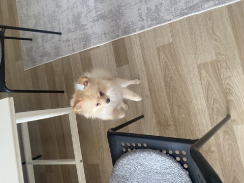 1 yaş pomeranian acil şehir değişikliği yapacağım için